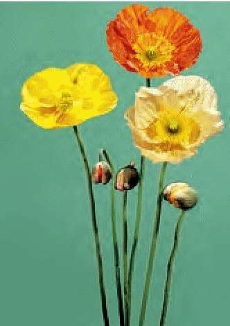 PAPAVERO NUDICALE MISCUGLIO NR.25 SEMI - Foto 2